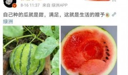 吃娱乐圈瓜,揭秘明星背后的故事与真相