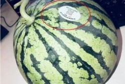 微山吃瓜网红,揭秘网络红人的幕后生活
